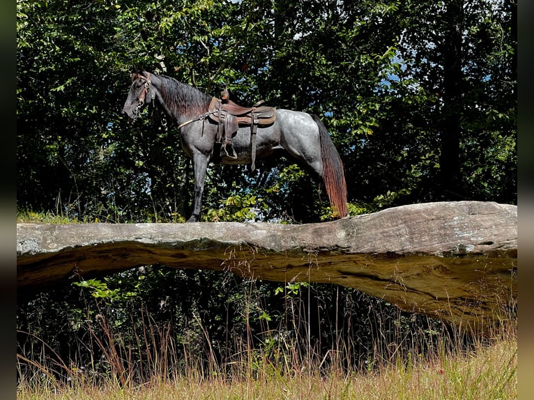Tennessee walking horse Ruin 8 Jaar 160 cm Roan-Blue in Whitley City, KY