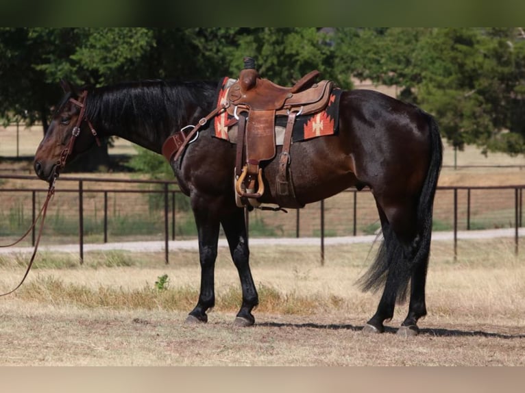 Tennessee walking horse Ruin 8 Jaar Roodbruin in Cleburne TX