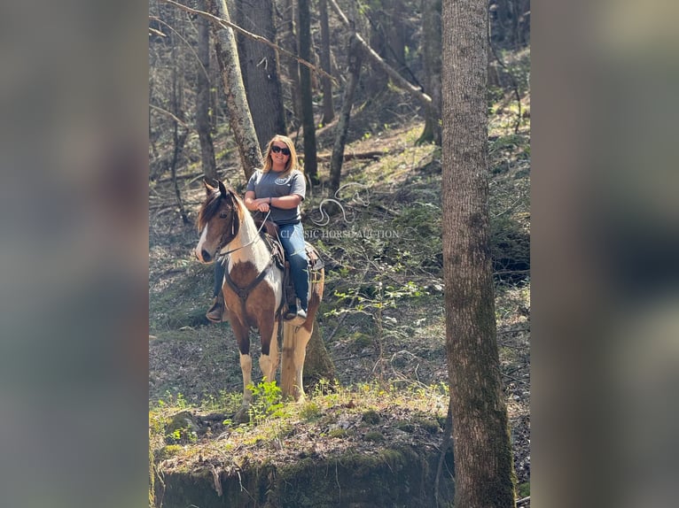 Tennessee walking horse Ruin 9 Jaar 142 cm Buckskin in Parkers Lake, KY