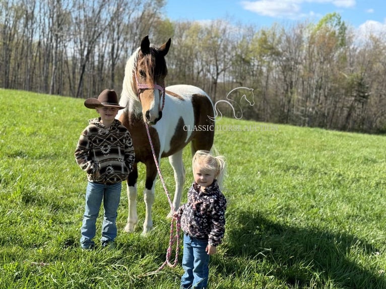 Tennessee walking horse Ruin 9 Jaar 142 cm Buckskin in Parkers Lake, KY