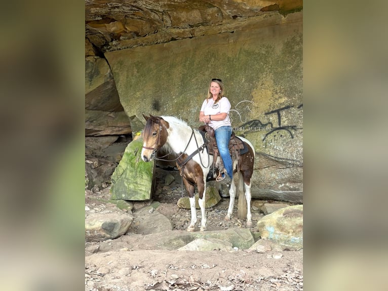 Tennessee walking horse Ruin 9 Jaar 142 cm Buckskin in Parkers Lake, KY