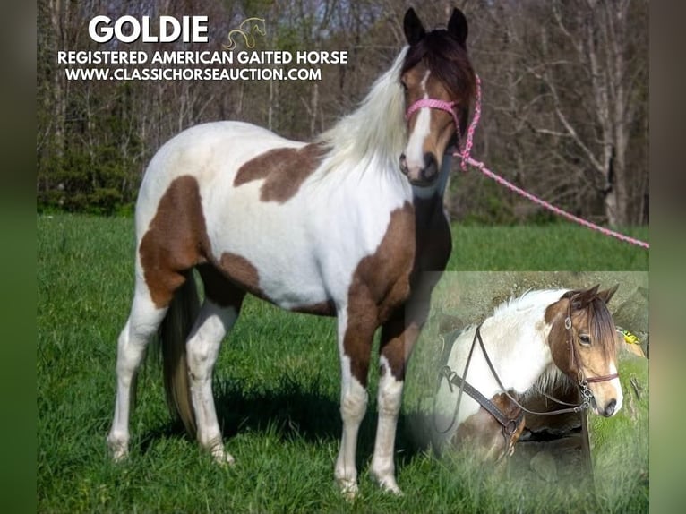 Tennessee walking horse Ruin 9 Jaar 142 cm Buckskin in Parkers Lake, KY