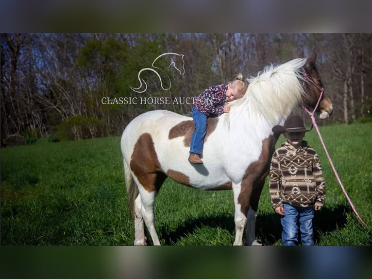 Tennessee walking horse Ruin 9 Jaar 142 cm Buckskin in Parkers Lake, KY