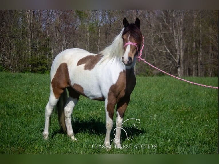Tennessee walking horse Ruin 9 Jaar 142 cm Buckskin in Parkers Lake, KY