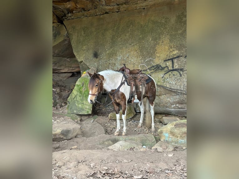 Tennessee walking horse Ruin 9 Jaar 142 cm Buckskin in Parkers Lake, KY