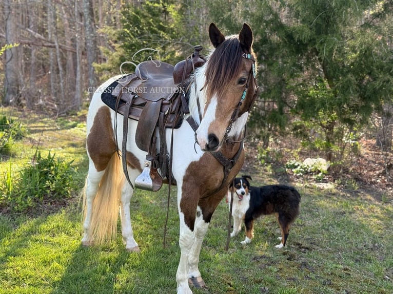 Tennessee walking horse Ruin 9 Jaar 142 cm Buckskin in Parkers Lake, KY