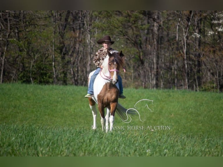 Tennessee walking horse Ruin 9 Jaar 142 cm Buckskin in Parkers Lake, KY