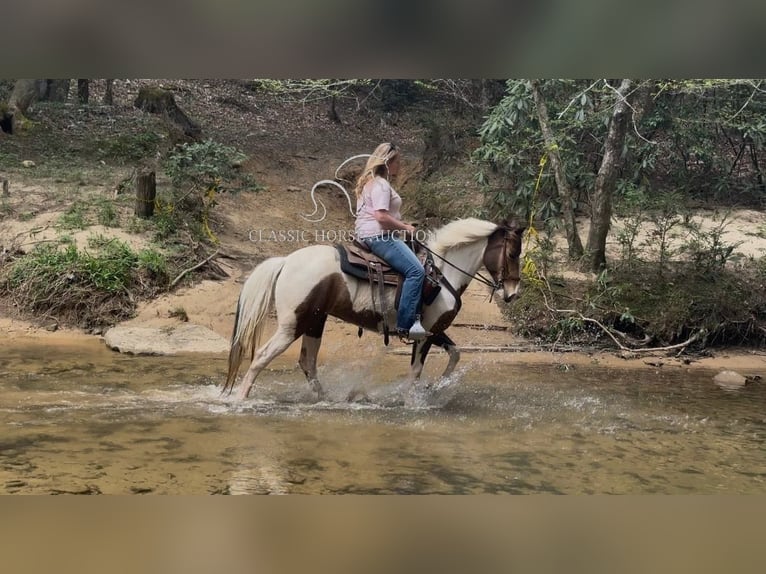 Tennessee walking horse Ruin 9 Jaar 142 cm Buckskin in Parkers Lake, KY