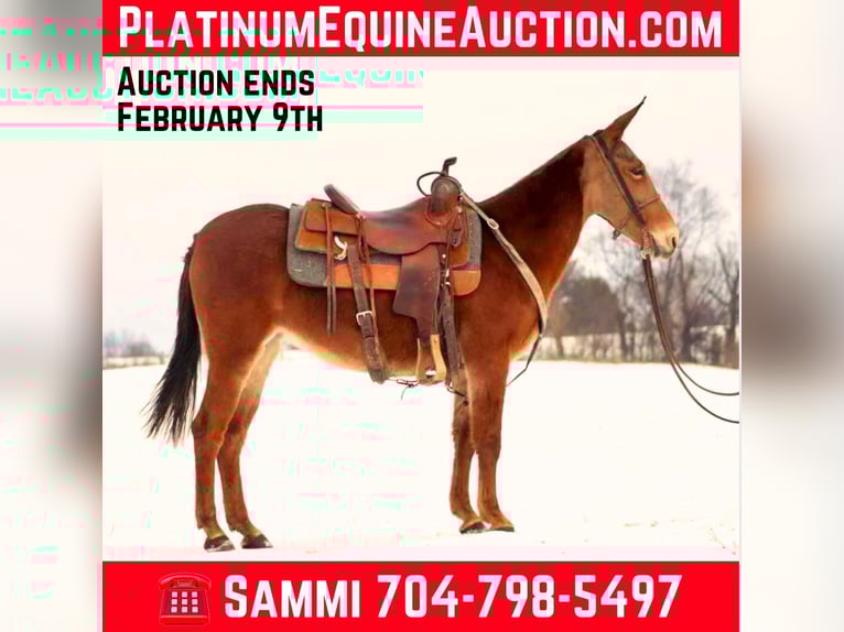 Tennessee walking horse Ruin 9 Jaar 142 cm Donkere-vos in Brooksville Ky