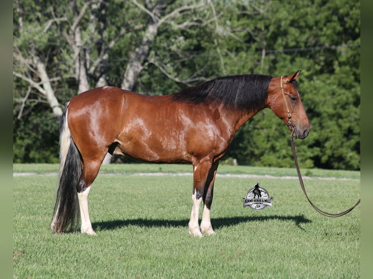 Tennessee walking horse Ruin 9 Jaar 143 cm Tobiano-alle-kleuren in Mount Vernon