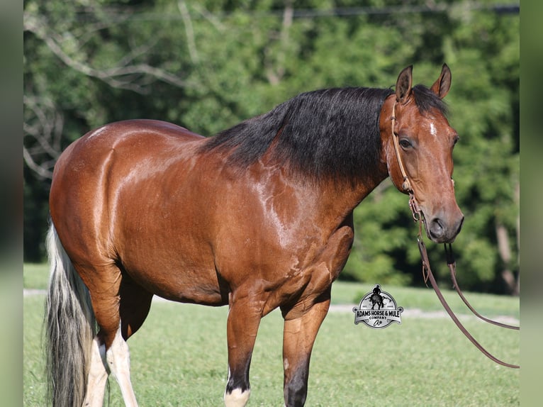 Tennessee walking horse Ruin 9 Jaar 143 cm Tobiano-alle-kleuren in Mount Vernon