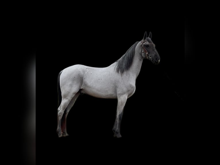 Tennessee walking horse Ruin 9 Jaar 147 cm Roan-Blue in Whitley City KY