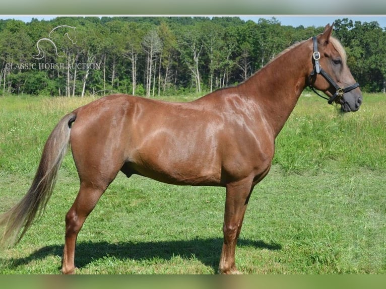Tennessee walking horse Ruin 9 Jaar 152 cm Donkere-vos in Park Hills,MO