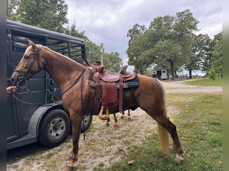 Tennessee walking horse Ruin 9 Jaar 152 cm Palomino in Springfield, MO