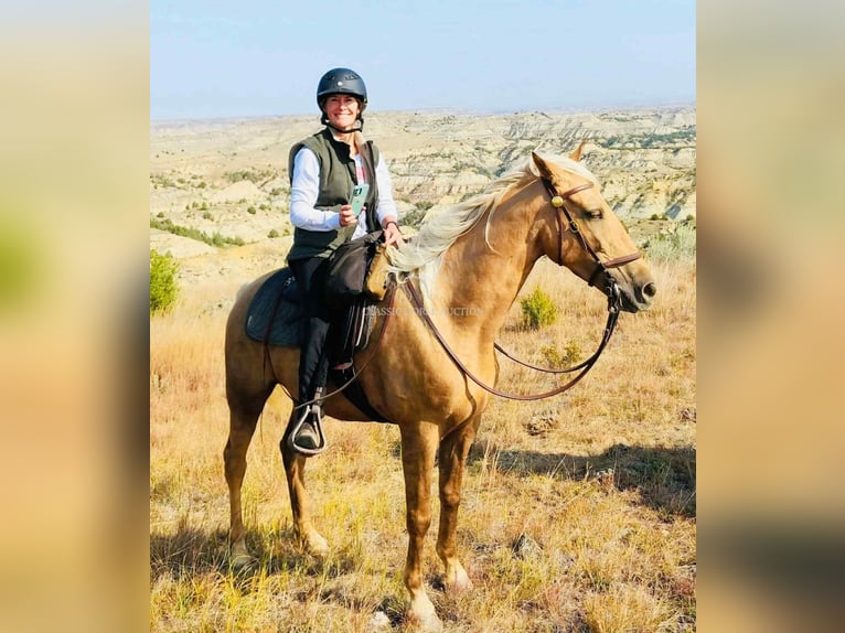 Tennessee walking horse Ruin 9 Jaar 152 cm Palomino in Springfield, MO