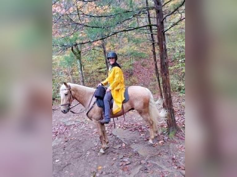 Tennessee walking horse Ruin 9 Jaar 152 cm Palomino in Springfield, MO