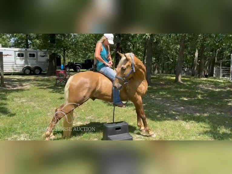 Tennessee walking horse Ruin 9 Jaar 152 cm Palomino in Springfield, MO