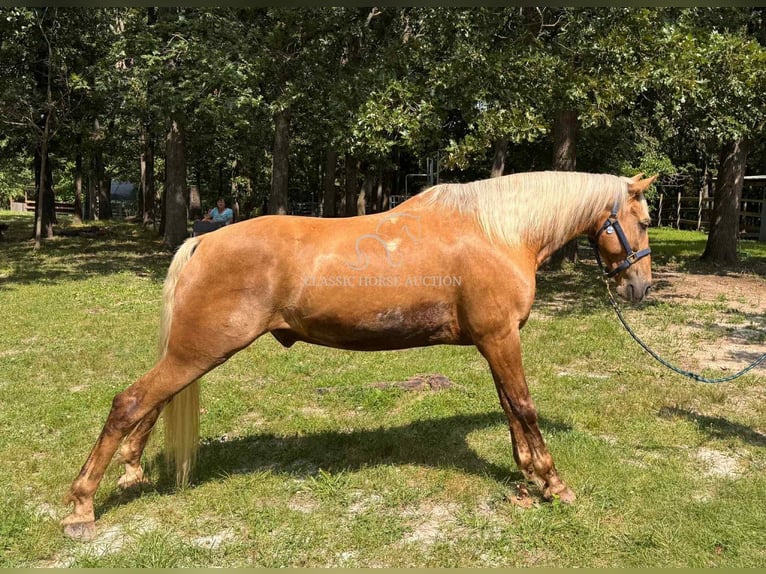 Tennessee walking horse Ruin 9 Jaar 152 cm Palomino in Springfield, MO