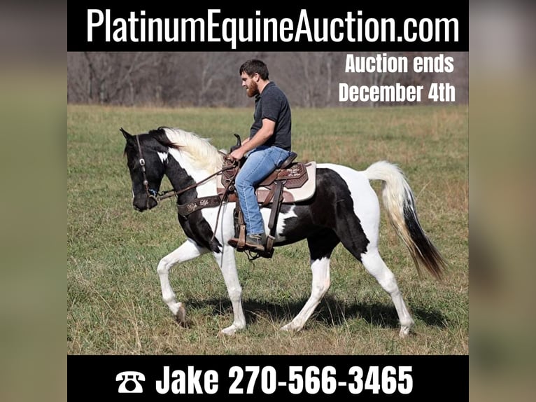 Tennessee walking horse Ruin 9 Jaar 152 cm Tobiano-alle-kleuren in Jamestown Ky