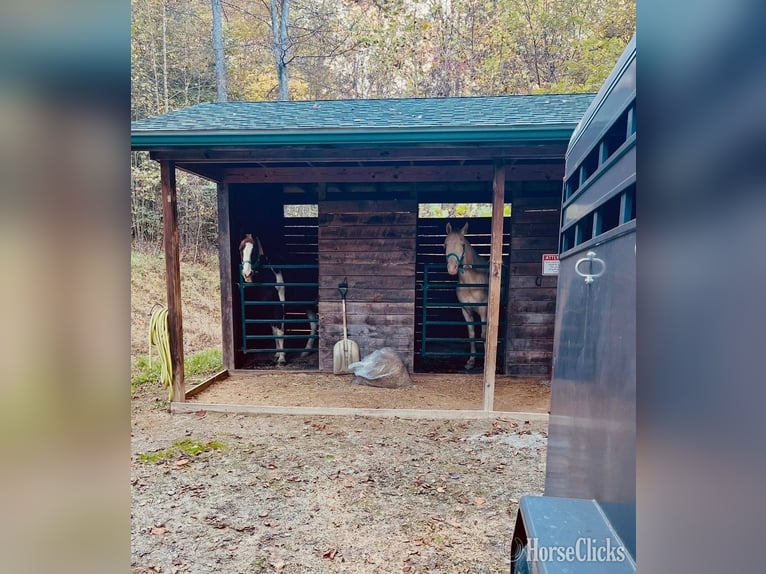 Tennessee walking horse Ruin 9 Jaar 160 cm Perlino in Shoals, Indiana