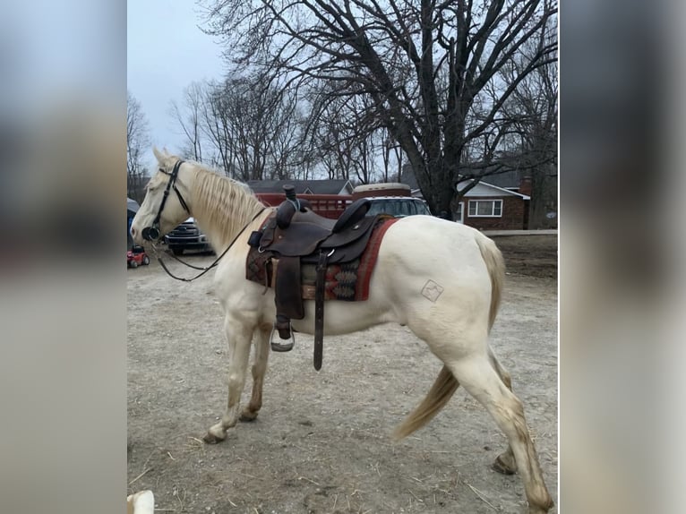 Tennessee walking horse Ruin 9 Jaar 160 cm Perlino in Shoals, Indiana