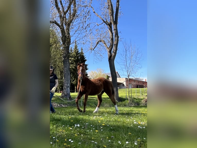 Tennessee walking horse Mestizo Semental 1 año Alazán rojizo in Jübar