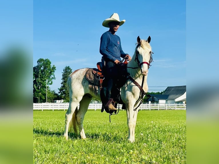 Tennessee walking horse Semental 2 años 142 cm Alazán rojizo in Lewisburg, TN