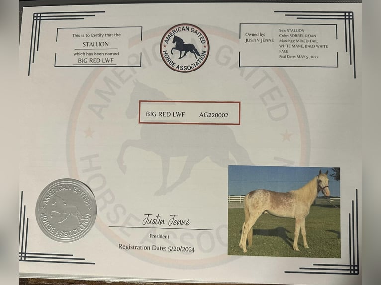 Tennessee walking horse Stallion 3 years 14 hh in Lewisburg, TN