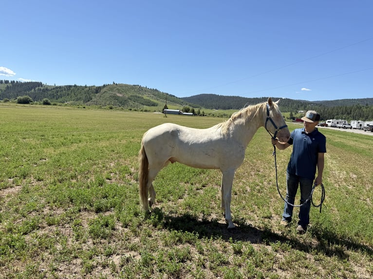 Tennessee walking horse Stallion 4 years 15 hh Perlino in Freedom Wy-Id