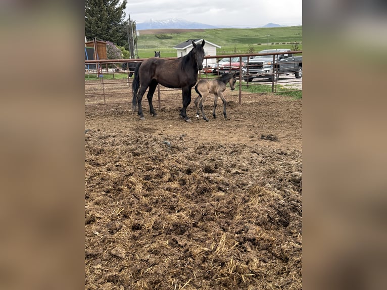 Tennessee walking horse Stallion 4 years 15 hh Perlino in Freedom Wy-Id
