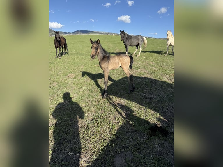 Tennessee walking horse Stallion 4 years 15 hh Perlino in Freedom Wy-Id