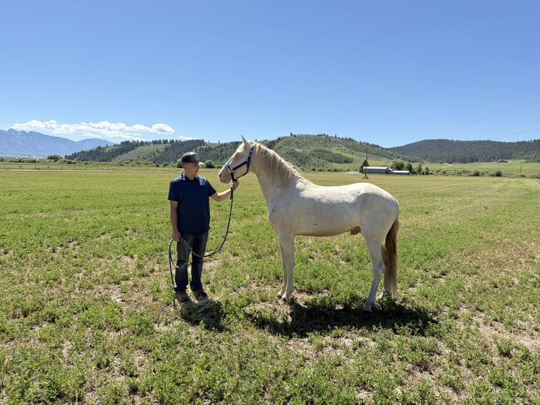 Tennessee walking horse Stallion 4 years 15 hh Perlino in Freedom Wy-Id