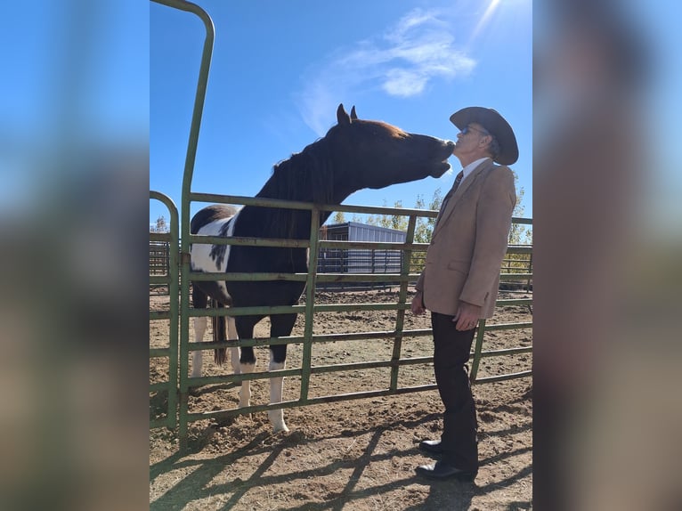 Tennessee walking horse Stallion 8 years 15,3 hh Tobiano-all-colors in Snowflake, Arizona