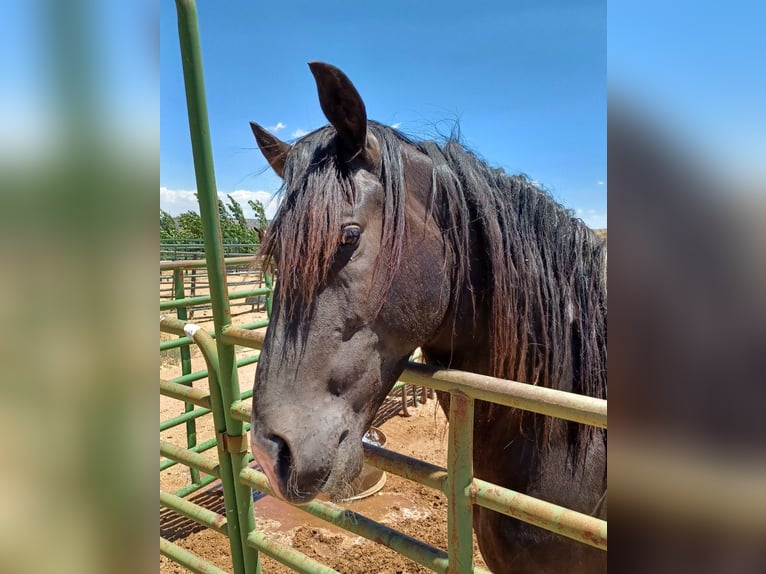 Tennessee walking horse Stallion 8 years 15,3 hh Tobiano-all-colors in Snowflake, Arizona