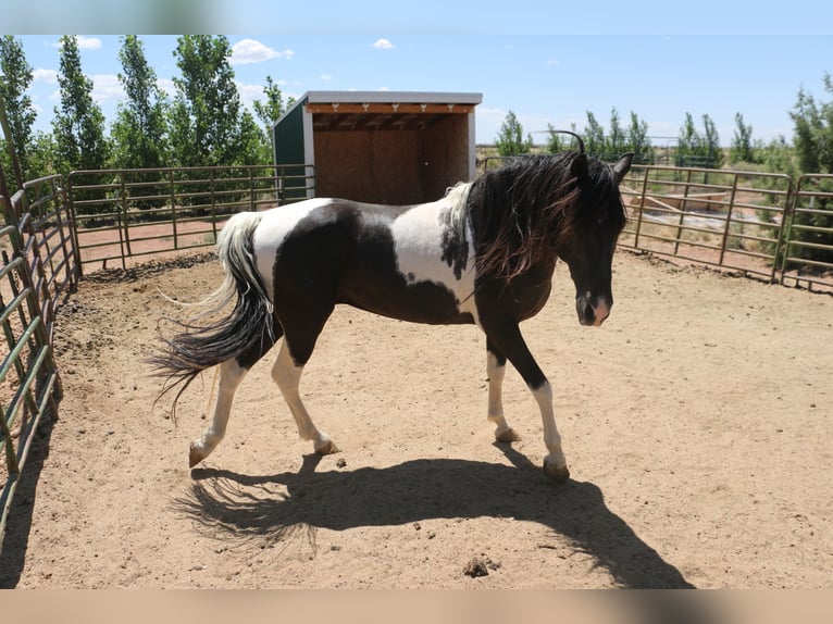 Tennessee walking horse Stallion 8 years 15,3 hh Tobiano-all-colors in Snowflake, Arizona