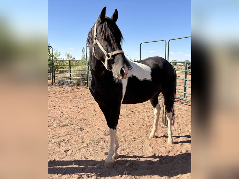 Tennessee walking horse Stallion 8 years 15,3 hh Tobiano-all-colors in Snowflake, Arizona
