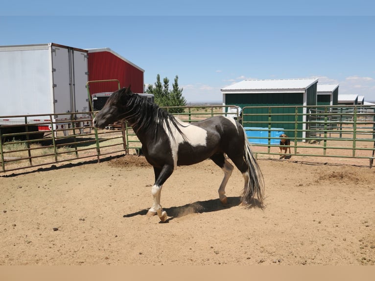 Tennessee walking horse Stallion 8 years 15,3 hh Tobiano-all-colors in Snowflake, Arizona