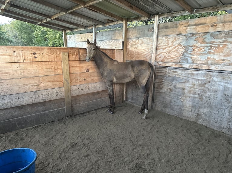 Tennessee walking horse Stallion Buckskin in Seagoville