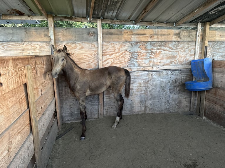 Tennessee walking horse Stallion Buckskin in Seagoville