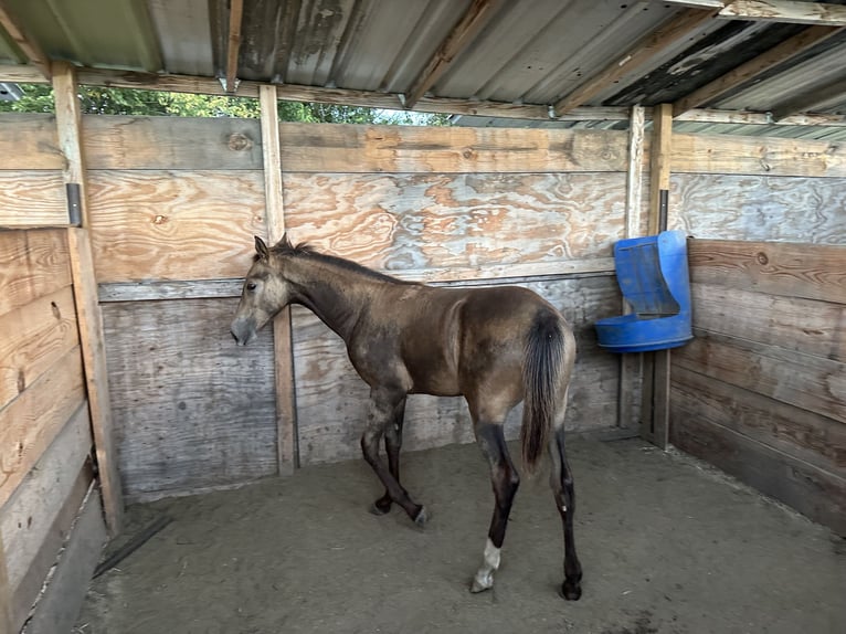Tennessee walking horse Stallion Buckskin in Seagoville