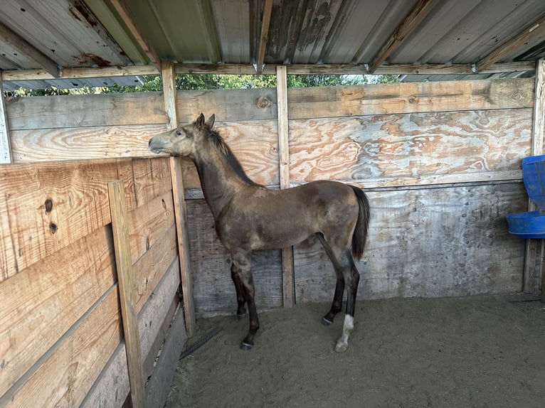 Tennessee walking horse Stallion Buckskin in Seagoville