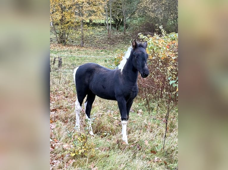 Tennessee Walking Horse Stallone 1 Anno 165 cm Pezzato in Diö
