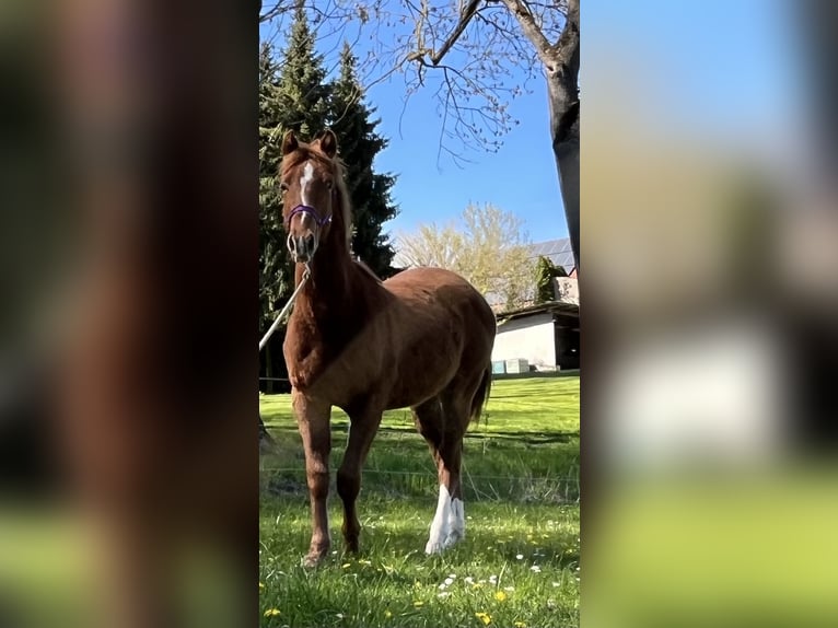 Tennessee Walking Horse Mix Stallone 1 Anno Sauro ciliegia in Jübar
