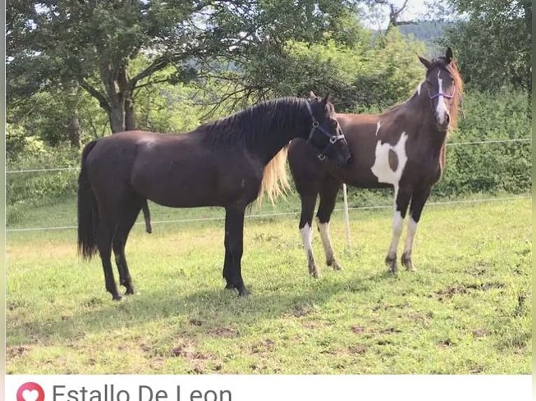Tennessee Walking Horse Stallone Morello in Le mayet de montagne