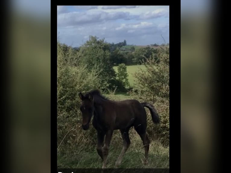 Tennessee Walking Horse Stallone Morello in Le mayet de montagne