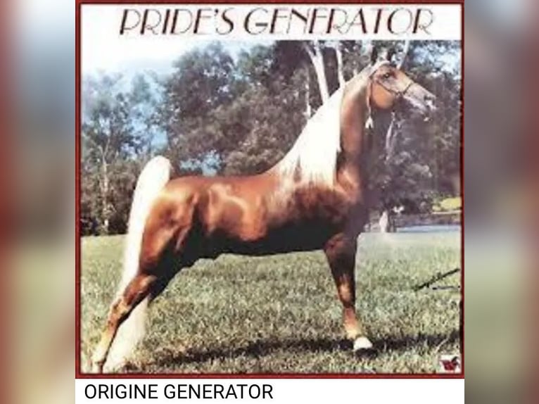 Tennessee Walking Horse Stallone Morello in Le mayet de montagne