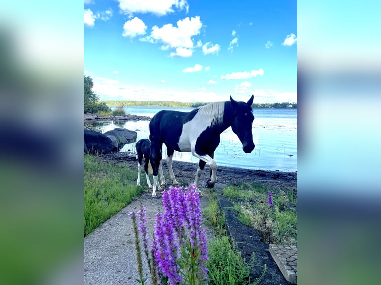 Tennessee Walking Horse Stallone Puledri (08/2025) 165 cm Pezzato in Di&#xF6;