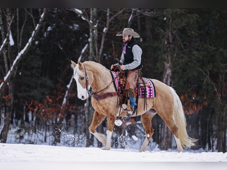 Tennessee Walking Horse Sto 12 år 152 cm Palomino in Lyles