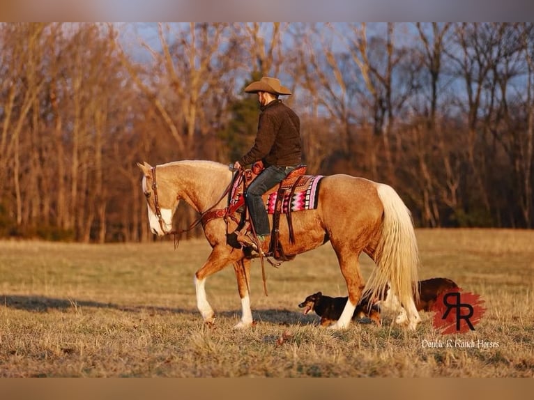 Tennessee Walking Horse Sto 12 år 152 cm Palomino in Lyles