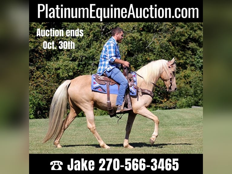 Tennessee Walking Horse Sto 15 år 150 cm Palomino in Jamestown KY